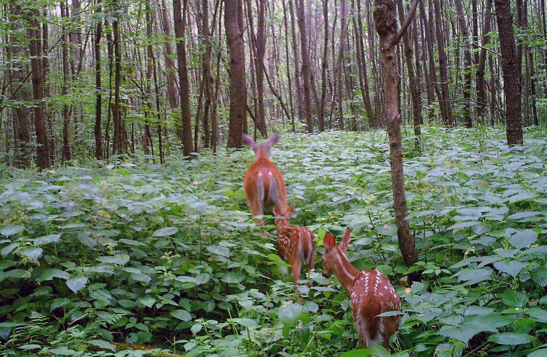 Deer in PA forest stud/y